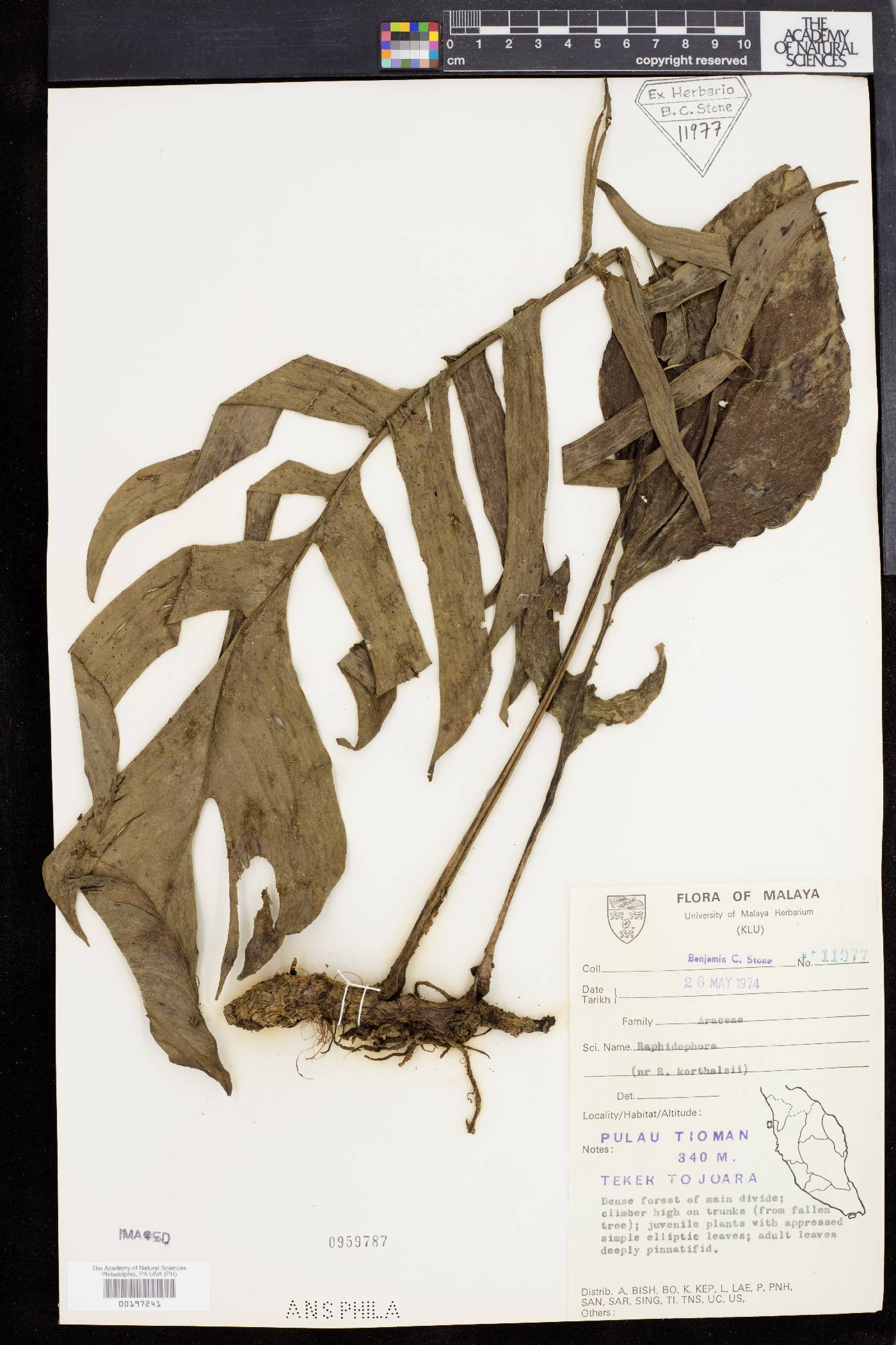 Rhaphidophora korthalsii image