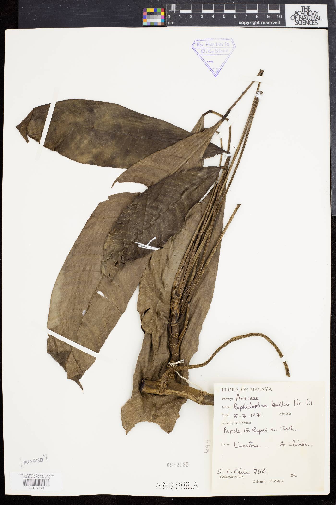 Rhaphidophora puberula image