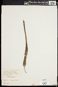 Sauromatum venosum image