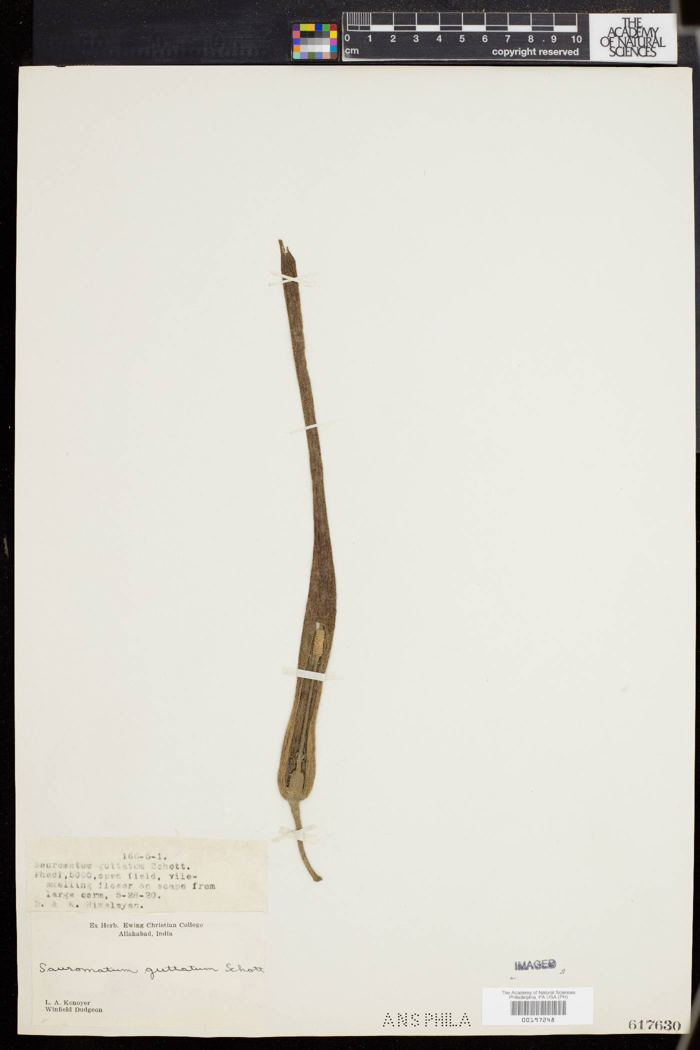 Sauromatum venosum image