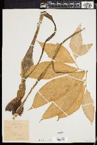 Sauromatum venosum image
