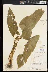 Media resource of Schismatoglottis calyptrata