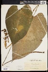 Media resource of Schismatoglottis luzonensis