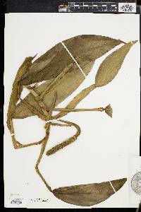 Scindapsus hederaceus image