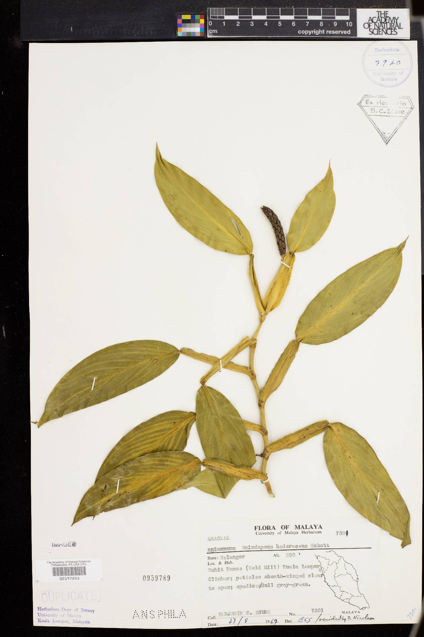 Scindapsus hederaceus image