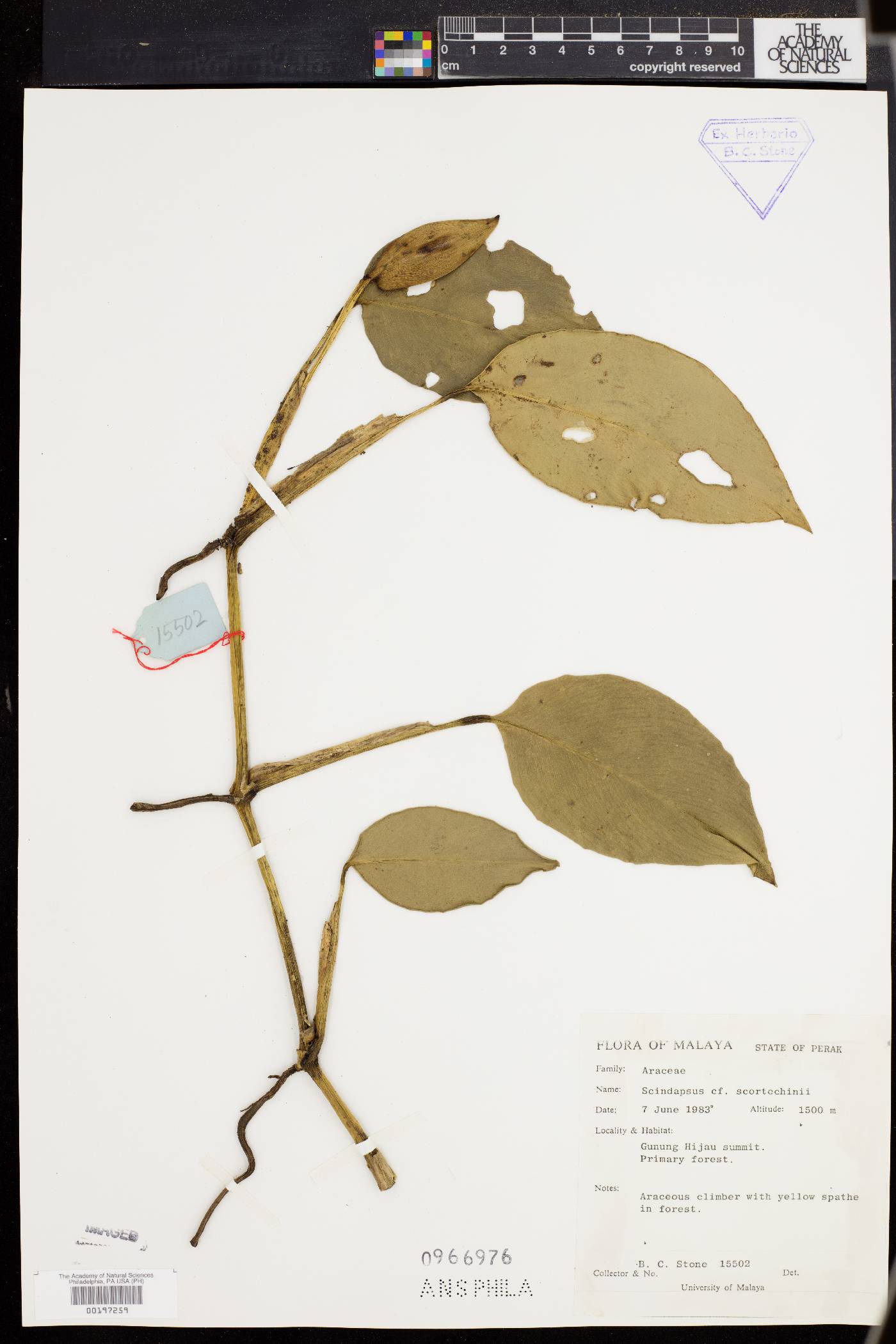 Scindapsus scortechinii image