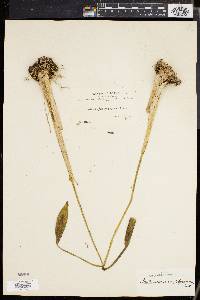 Image of Spathantheum orbignyanum