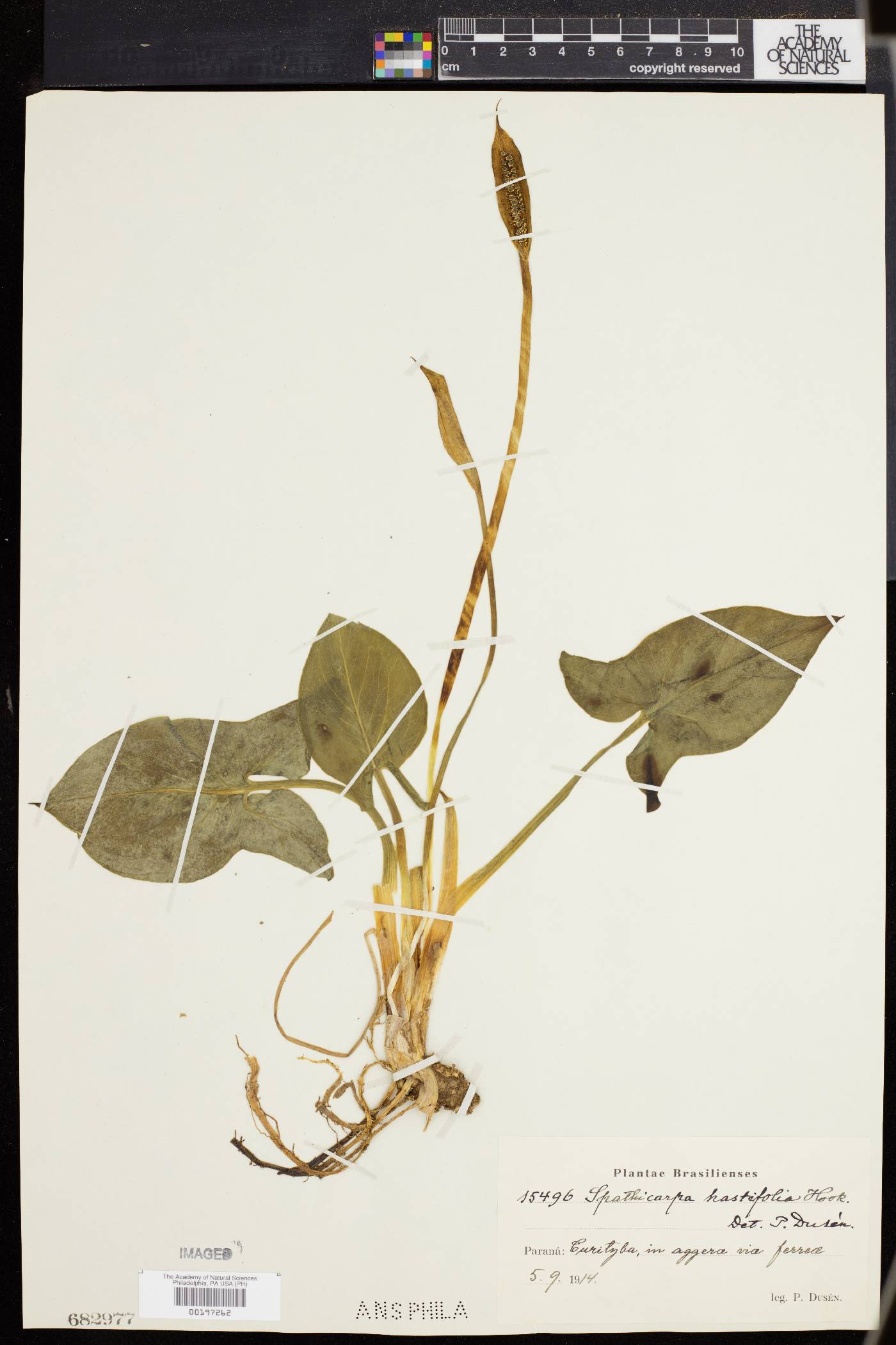 Spathicarpa hastifolia image