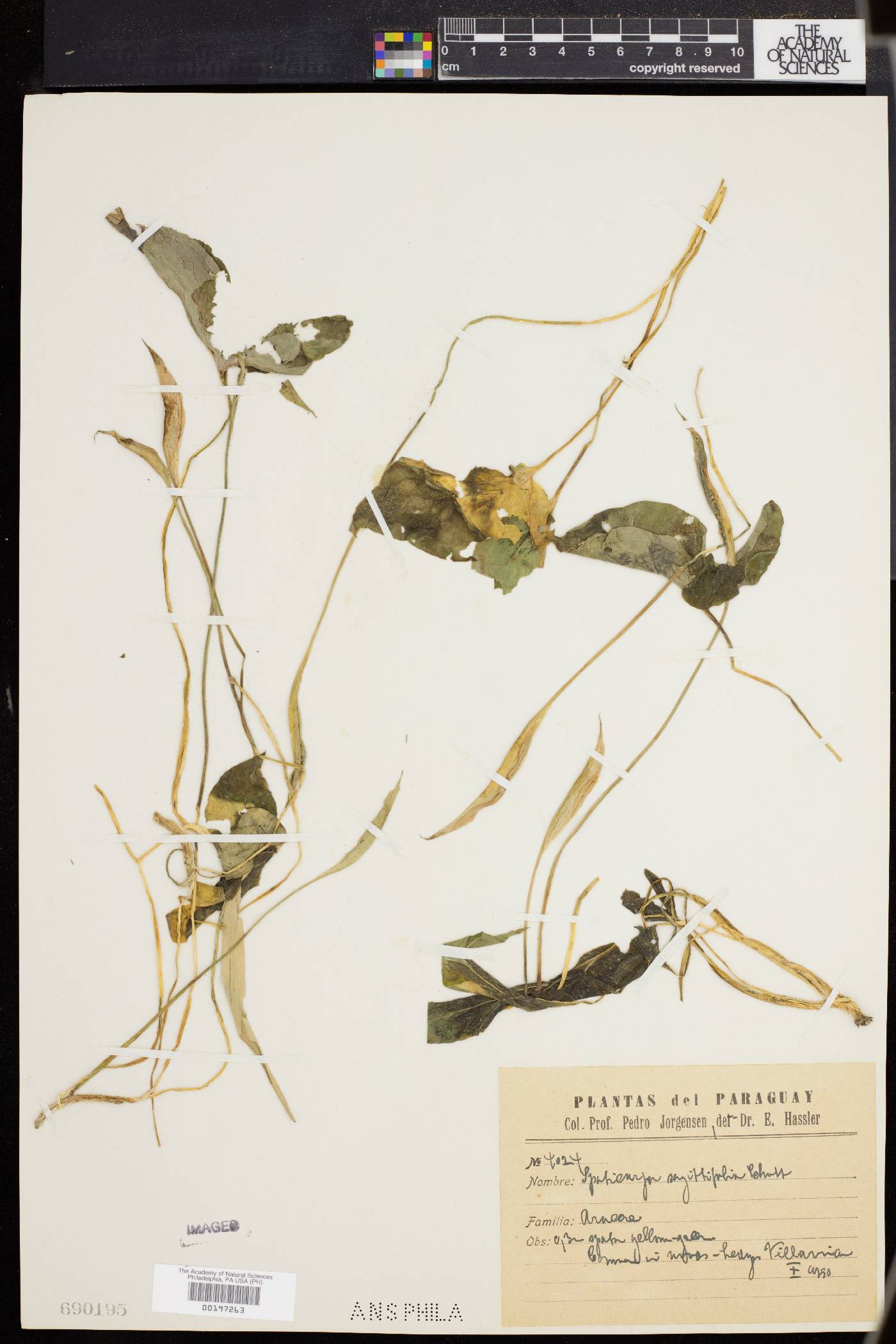 Spathicarpa sagittifolia image