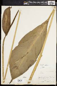 Spathiphyllum cannifolium image