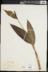 Spathiphyllum cannifolium image