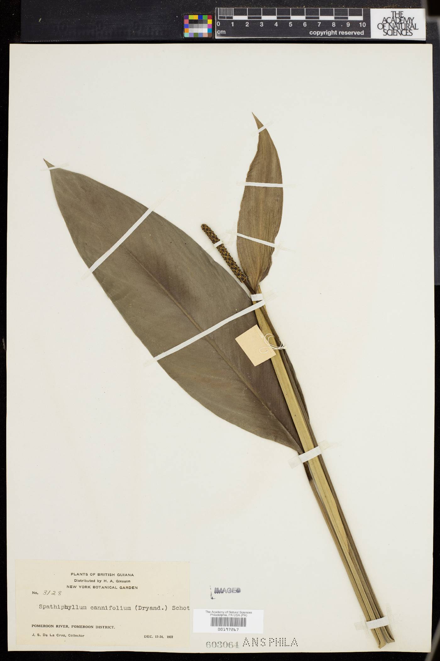 Spathiphyllum cannifolium image