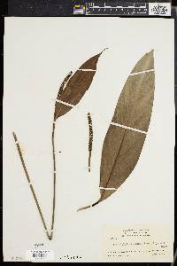 Spathiphyllum cannifolium image