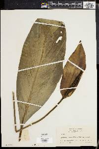 Spathiphyllum cannifolium image