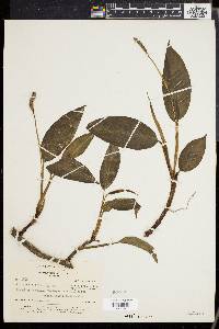 Media resource of Stenospermation multiovulatum