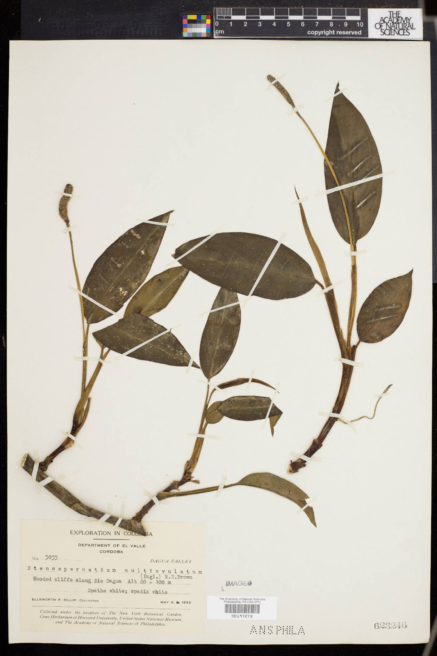 Stenospermation multiovulatum image
