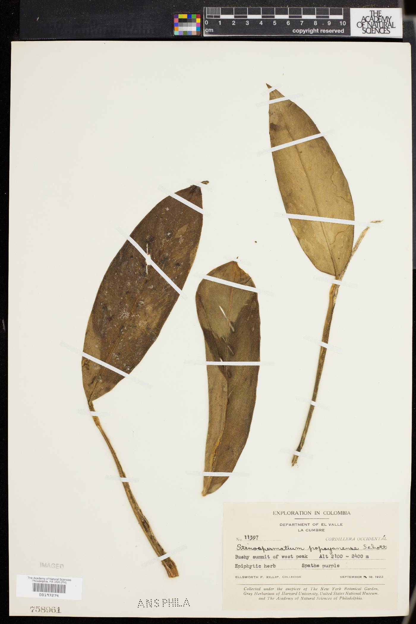 Stenospermatum image