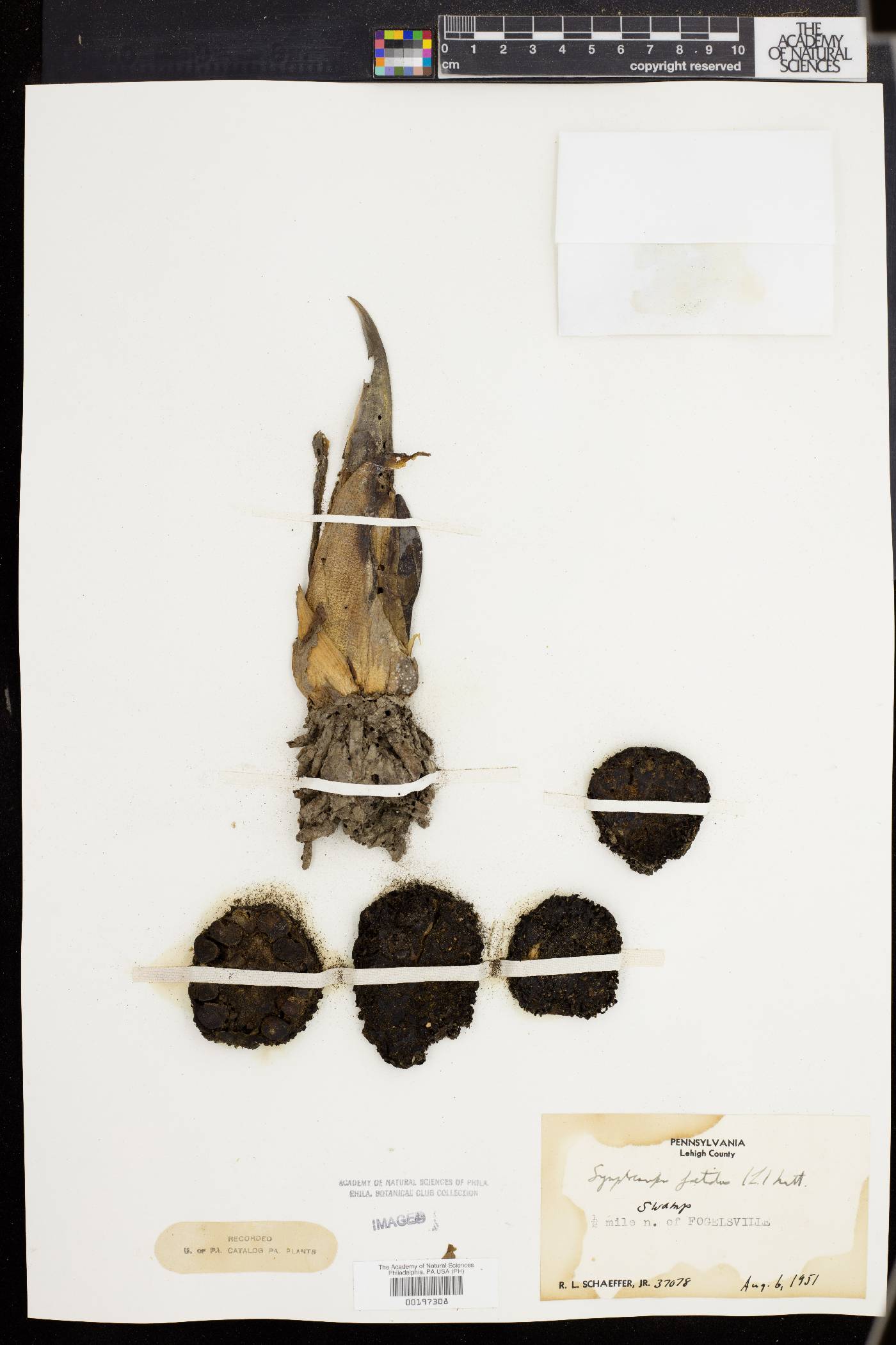 Spathyema foetida image