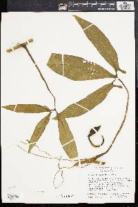 Syngonium angustatum image