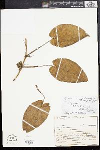 Syngonium chiapense image