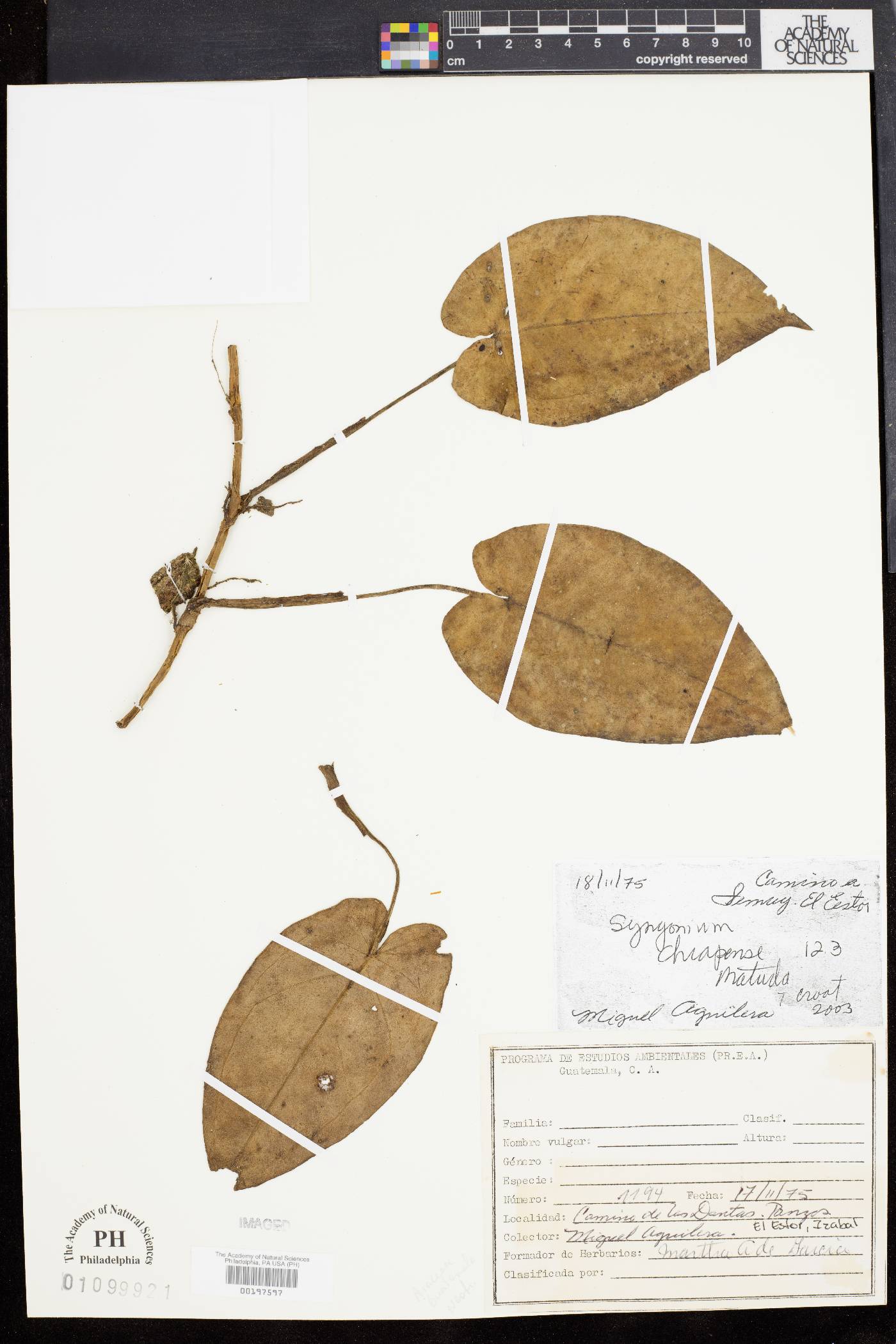 Syngonium chiapense image