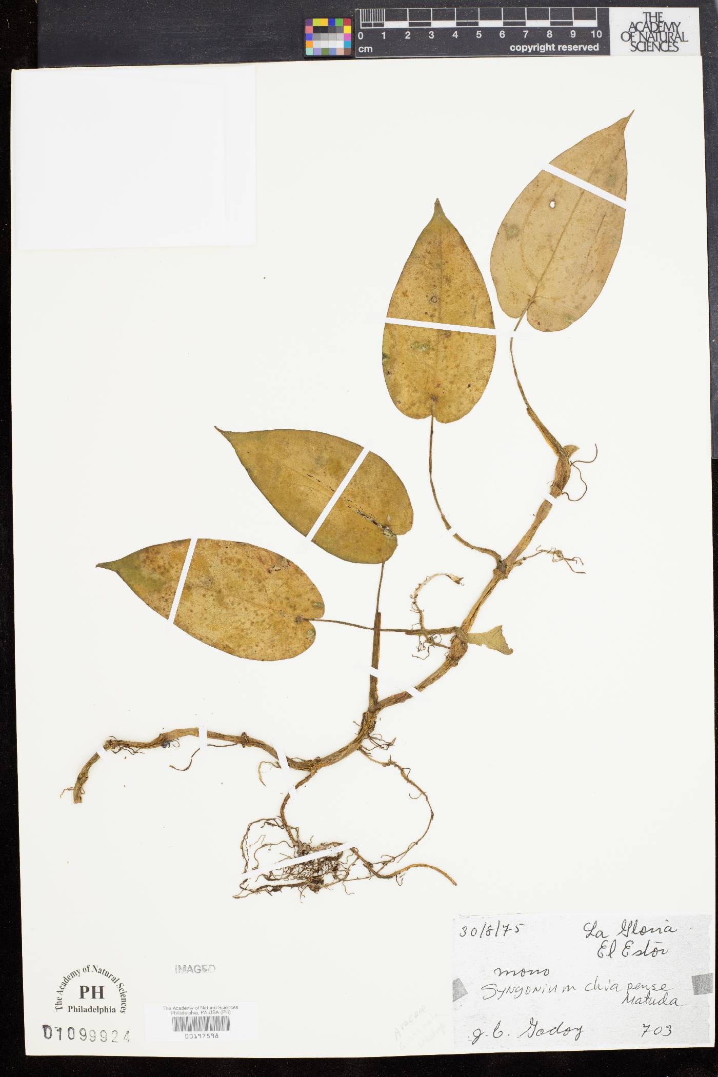 Syngonium chiapense image