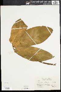Syngonium podophyllum image