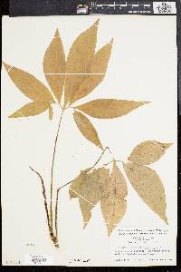 Syngonium podophyllum image