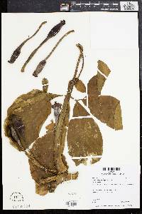 Syngonium podophyllum image