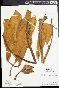 Syngonium podophyllum image