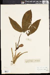 Syngonium auritum image