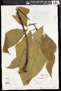 Syngonium podophyllum image