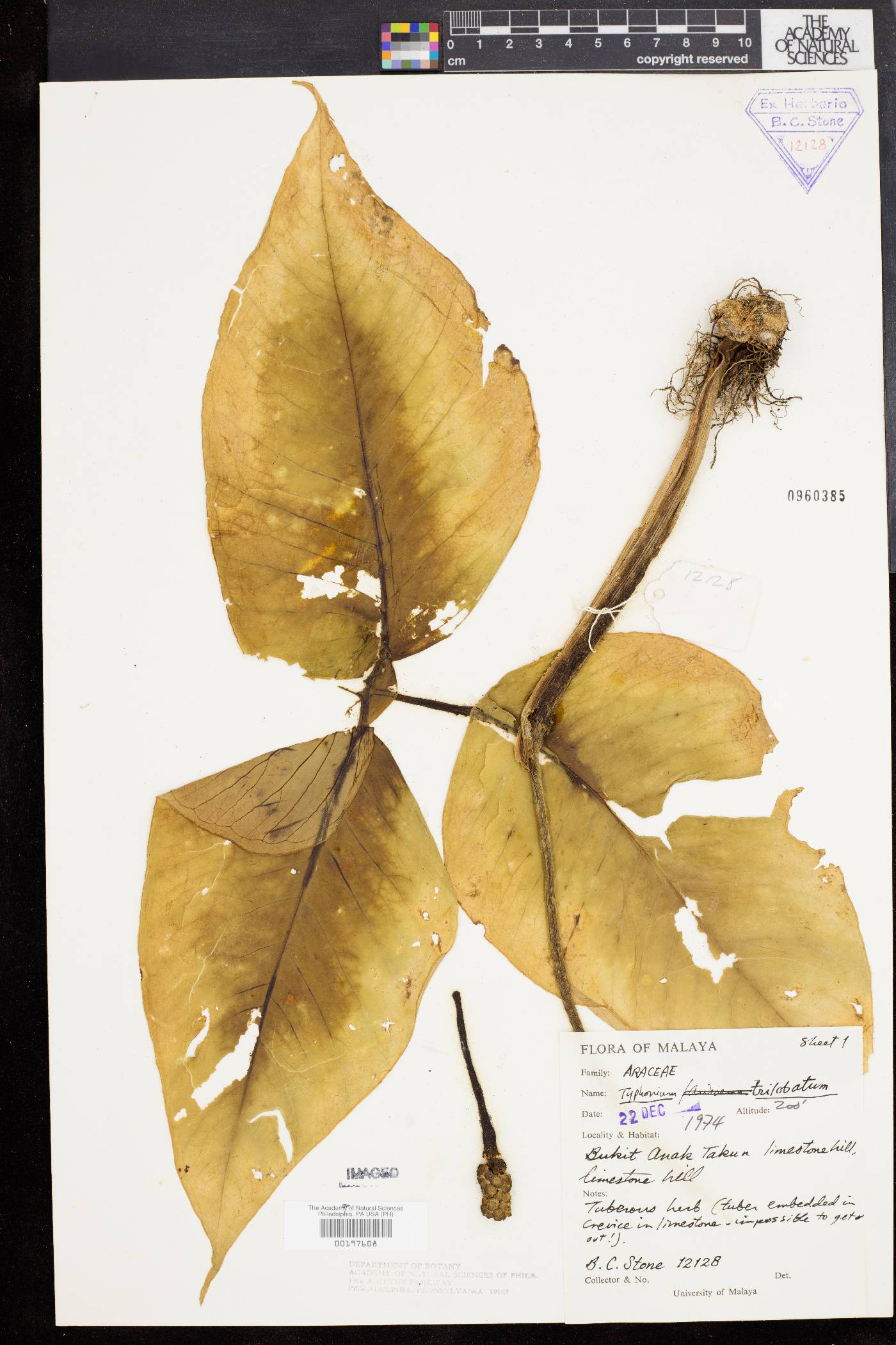 Typhonium trilobatum image