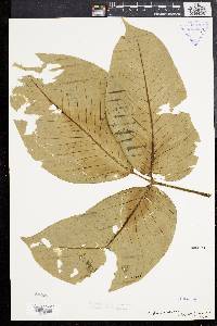 Typhonium trilobatum image