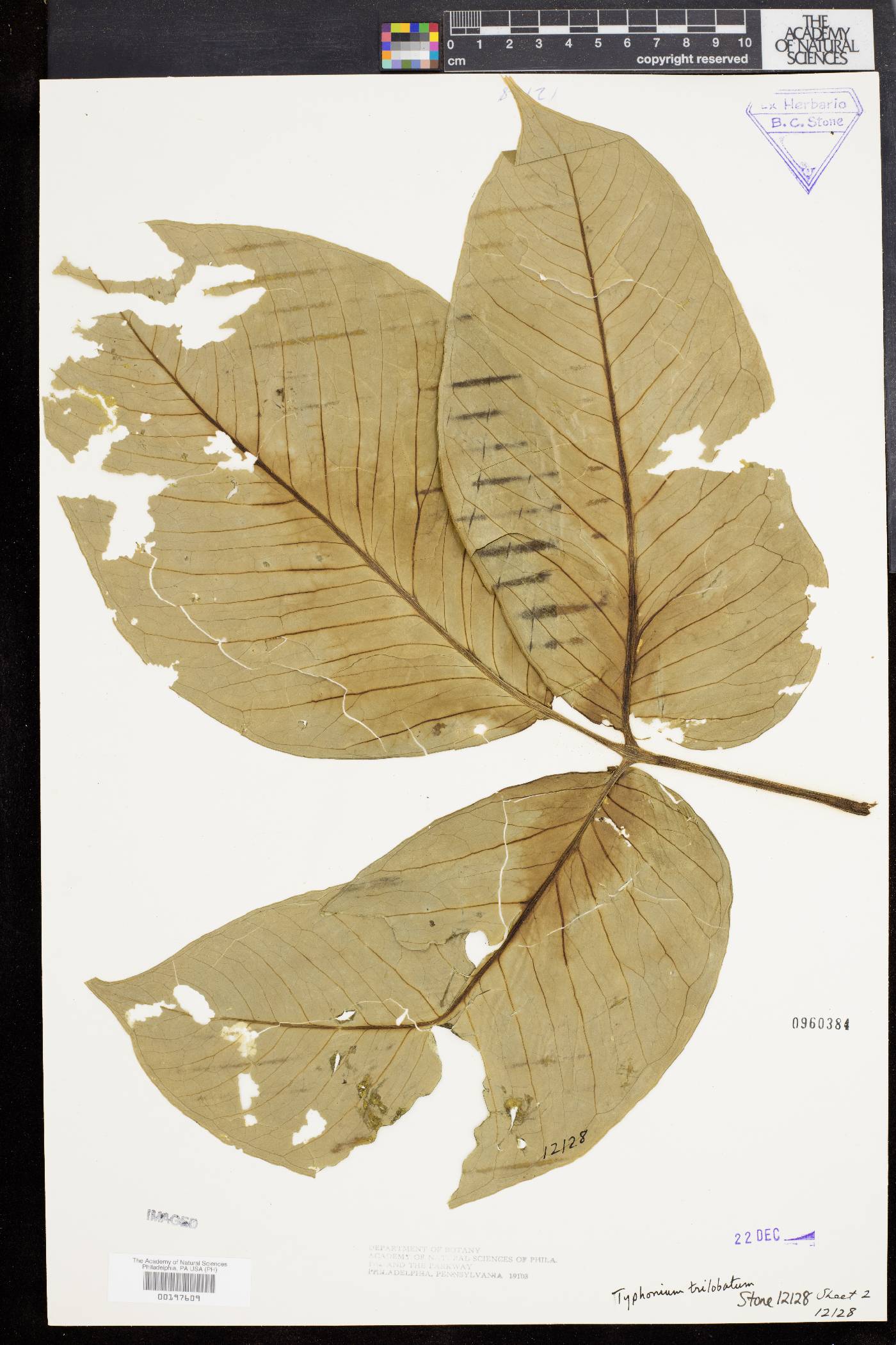 Typhonium trilobatum image