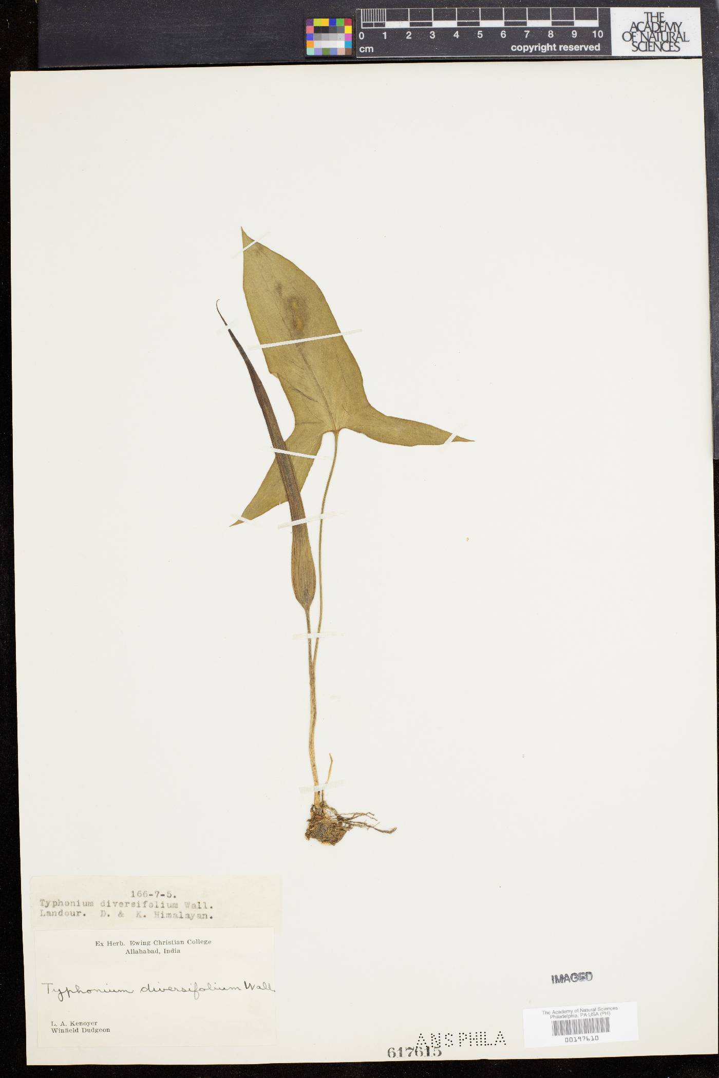 Sauromatum diversifolium image