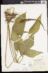 Urospatha sagittifolia image