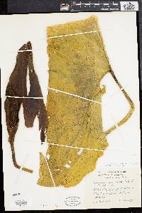 Media resource of Urospatha caudata