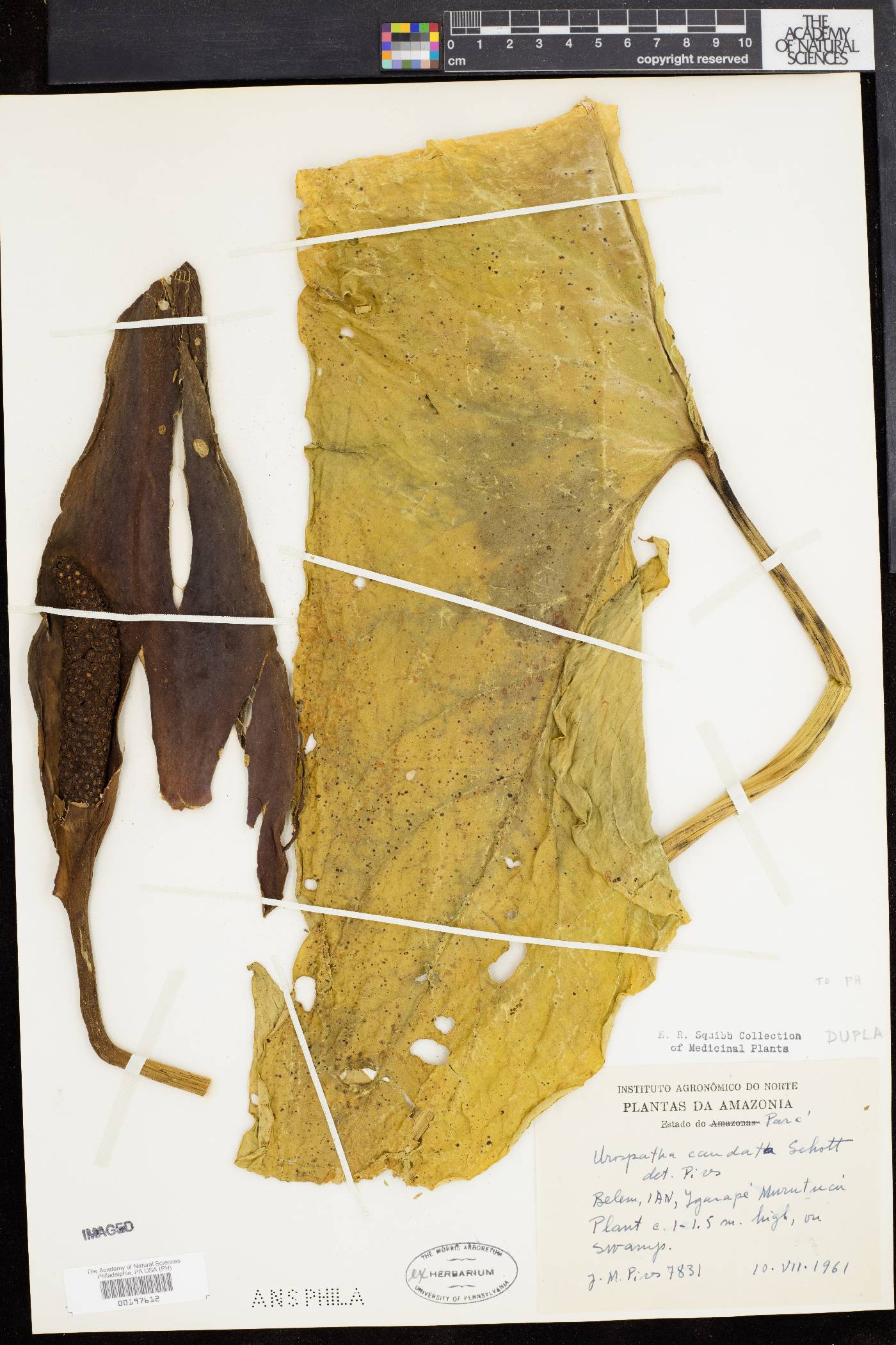 Urospatha caudata image