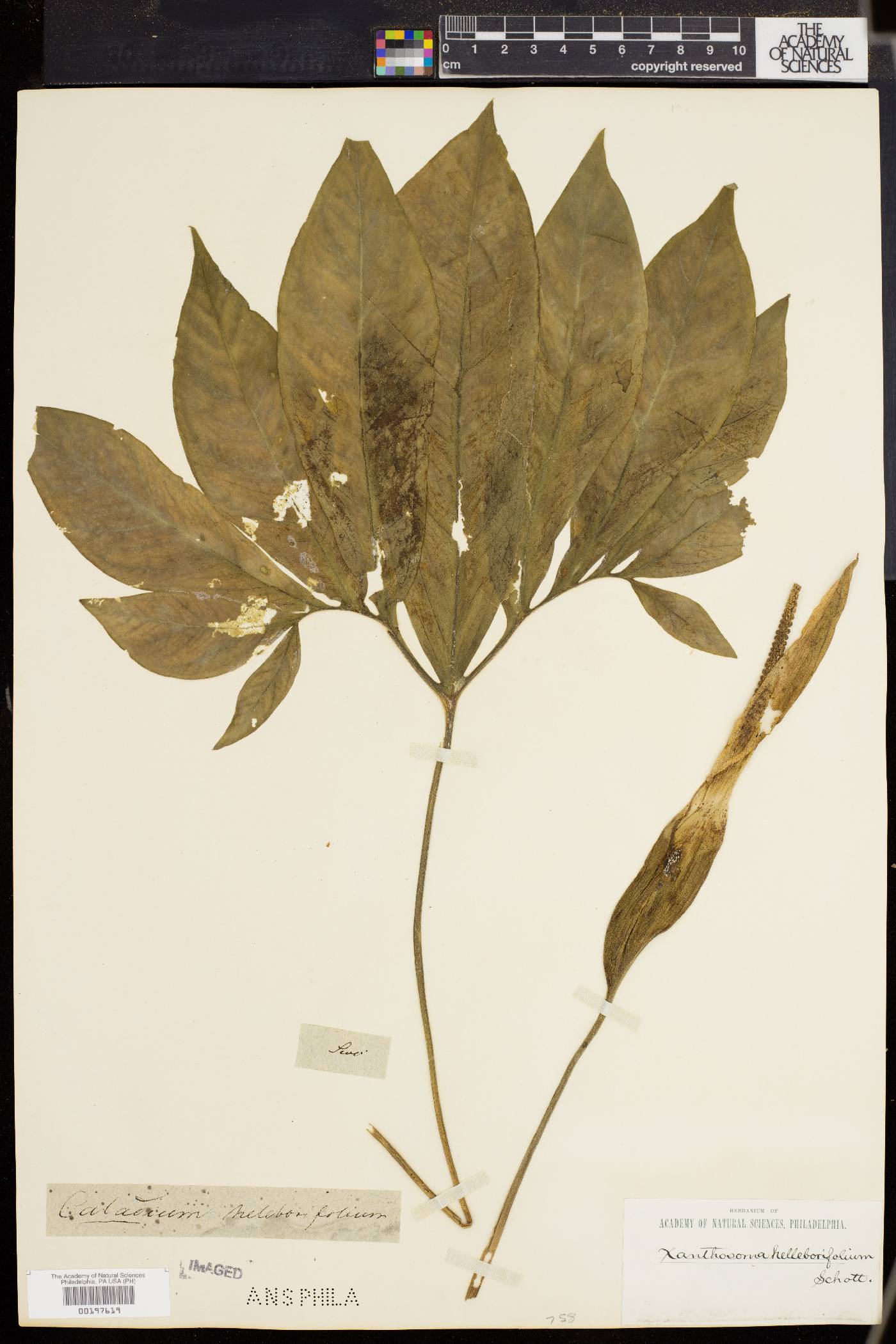Xanthosoma helleborifolium image