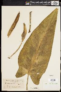 Media resource of Xanthosoma riedelianum