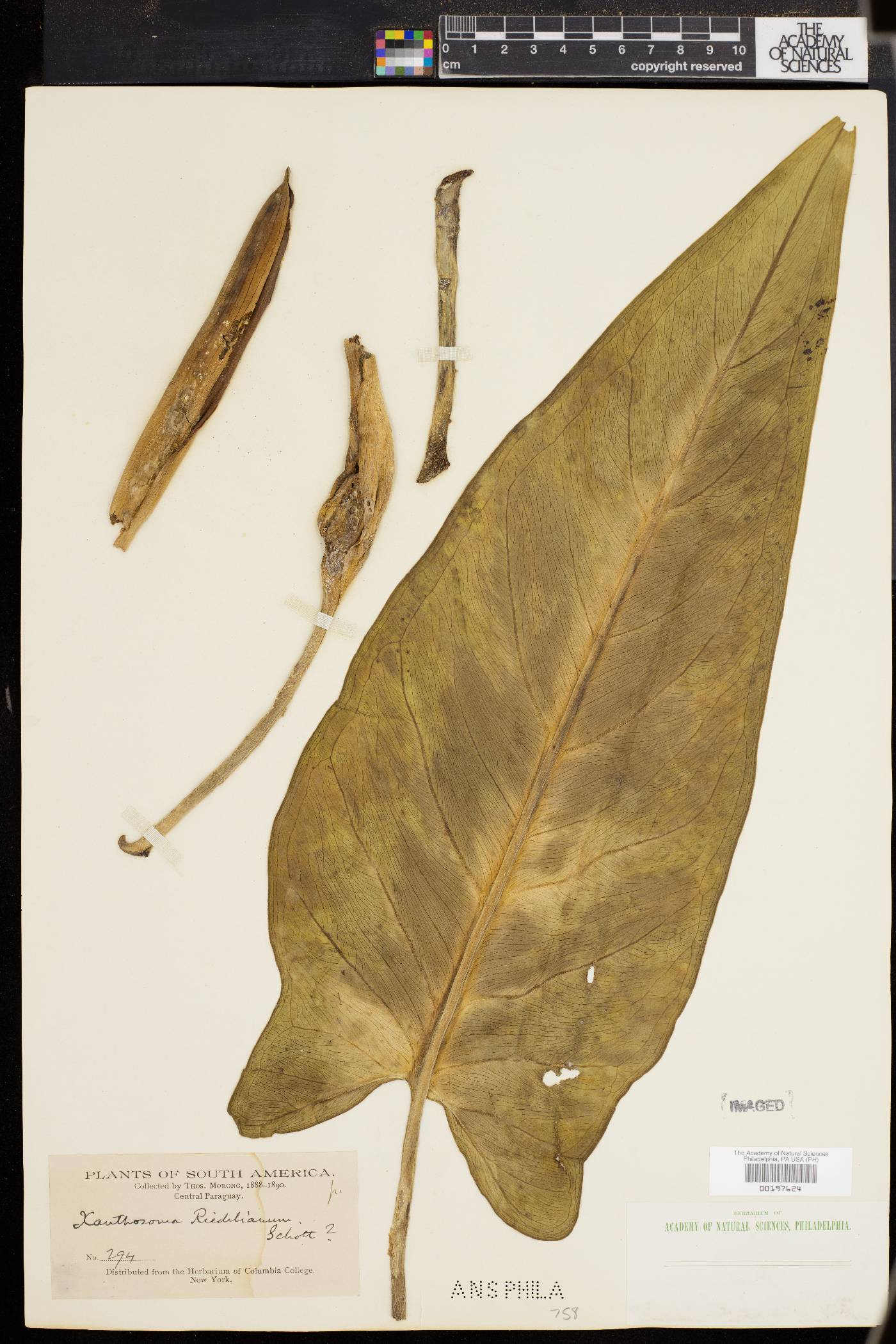 Xanthosoma riedelianum image