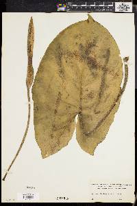 Media resource of Xanthosoma mexicanum