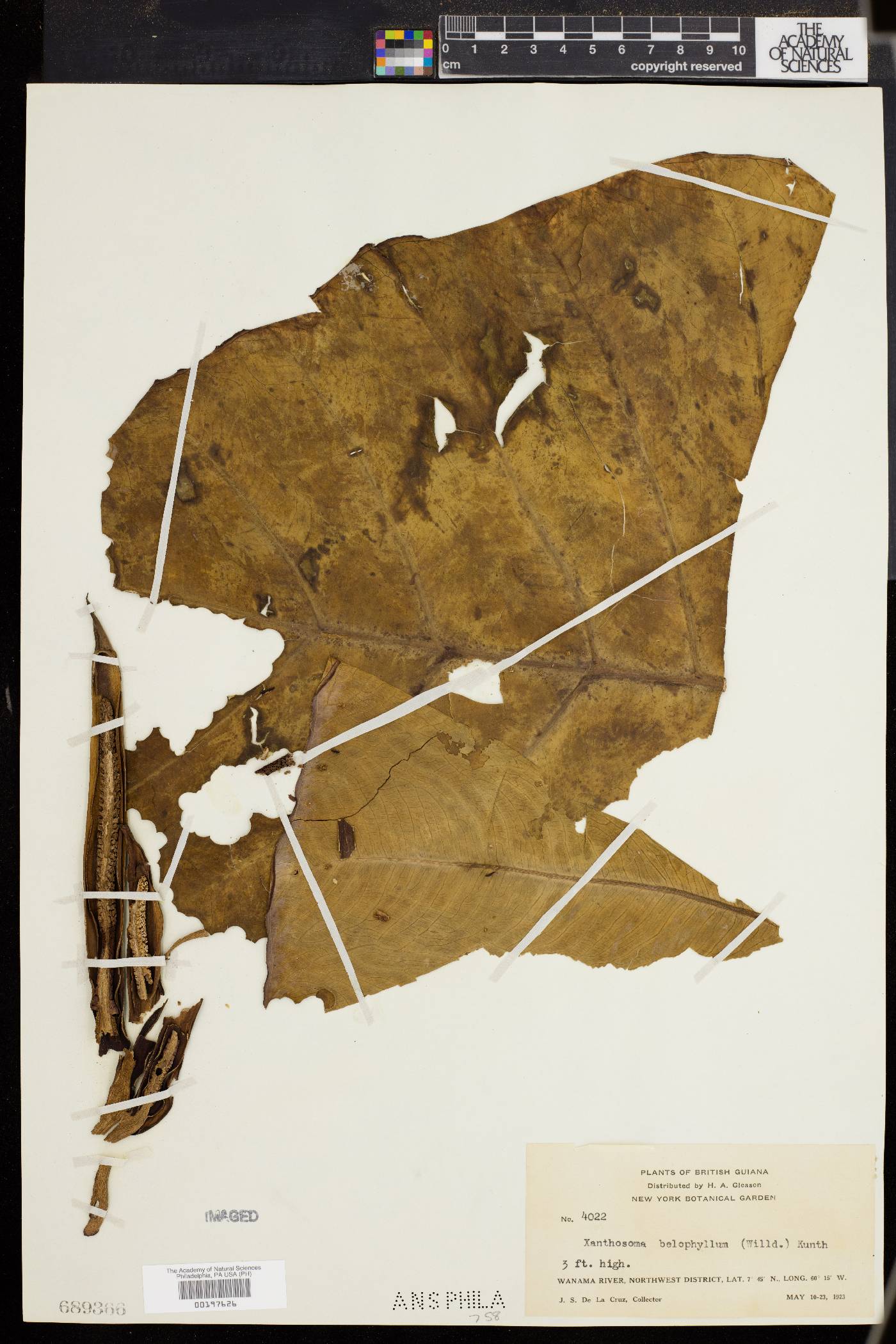 Xanthosoma belophyllum image