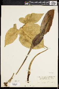 Xanthosoma bilineatum image