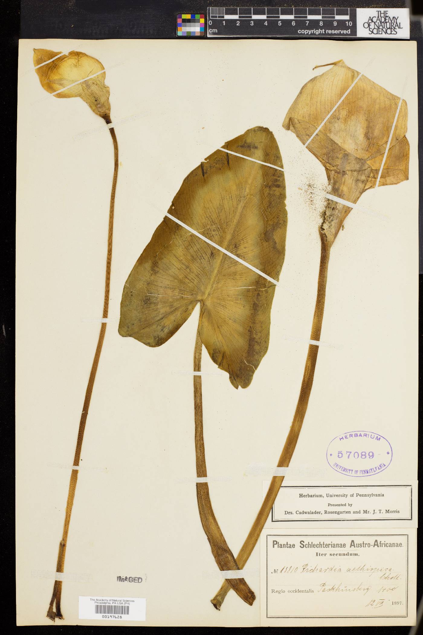 Zantedeschia image