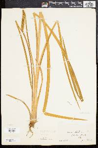 Acorus calamus image