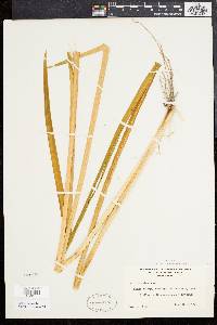 Acorus calamus image