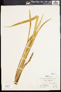 Acorus calamus image