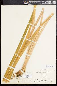 Acorus calamus image